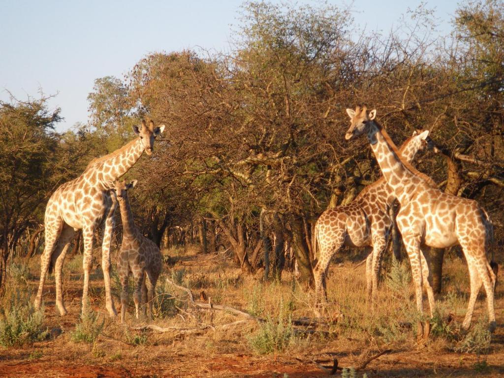 Ohange Namibia Lodge Otavi Eksteriør bilde